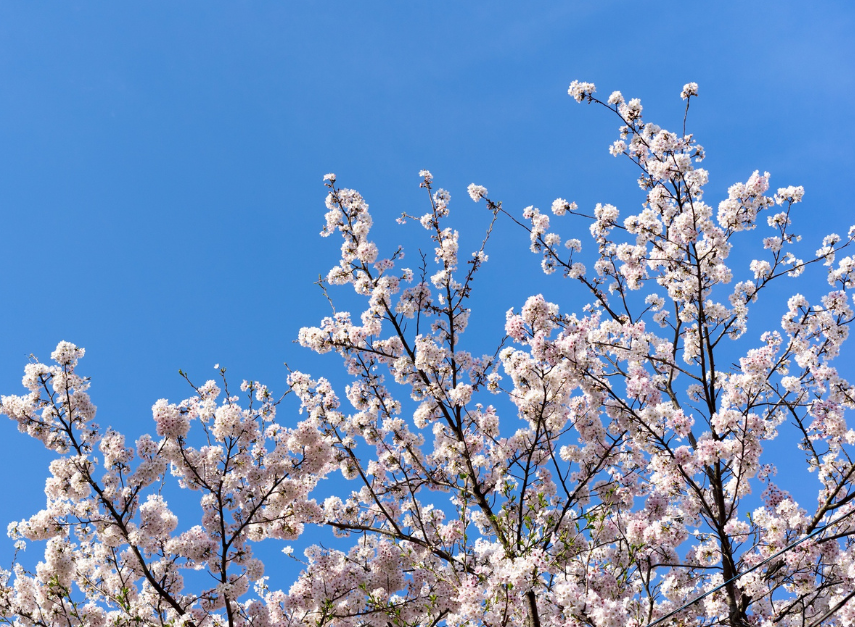 Why spring changes your mood, energy, and body more than you think