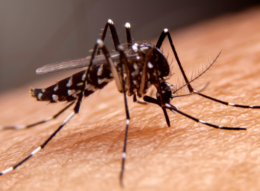 Malaria: How stay protected while traveling and get treated in time?