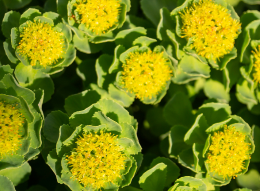How can Rhodiola Rosea Benefit Your Mind and Body? 