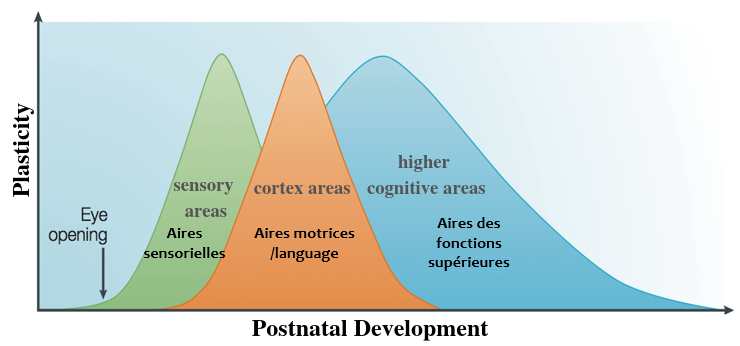 Plasticity and Postnatal Development Graph